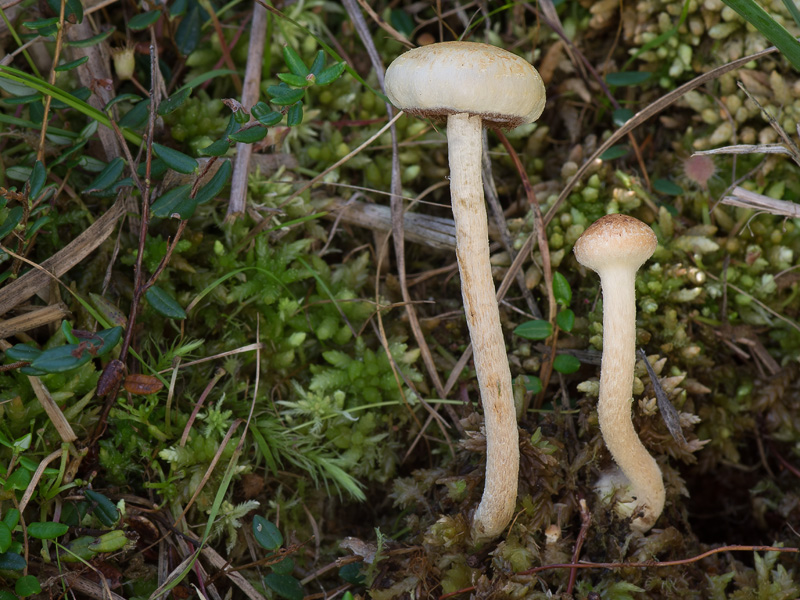 Pholiota henningsii